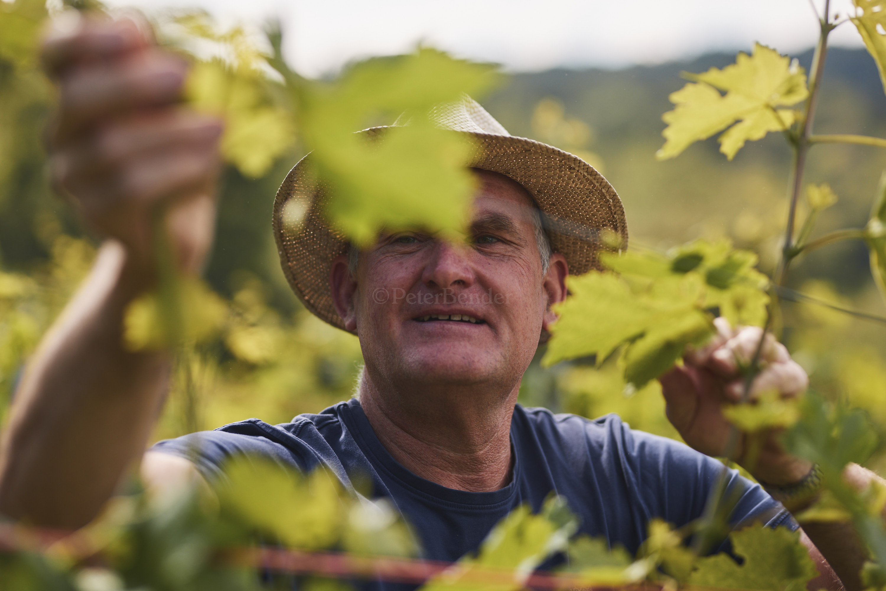Weinberge des Staatsweinguts Weinsberg