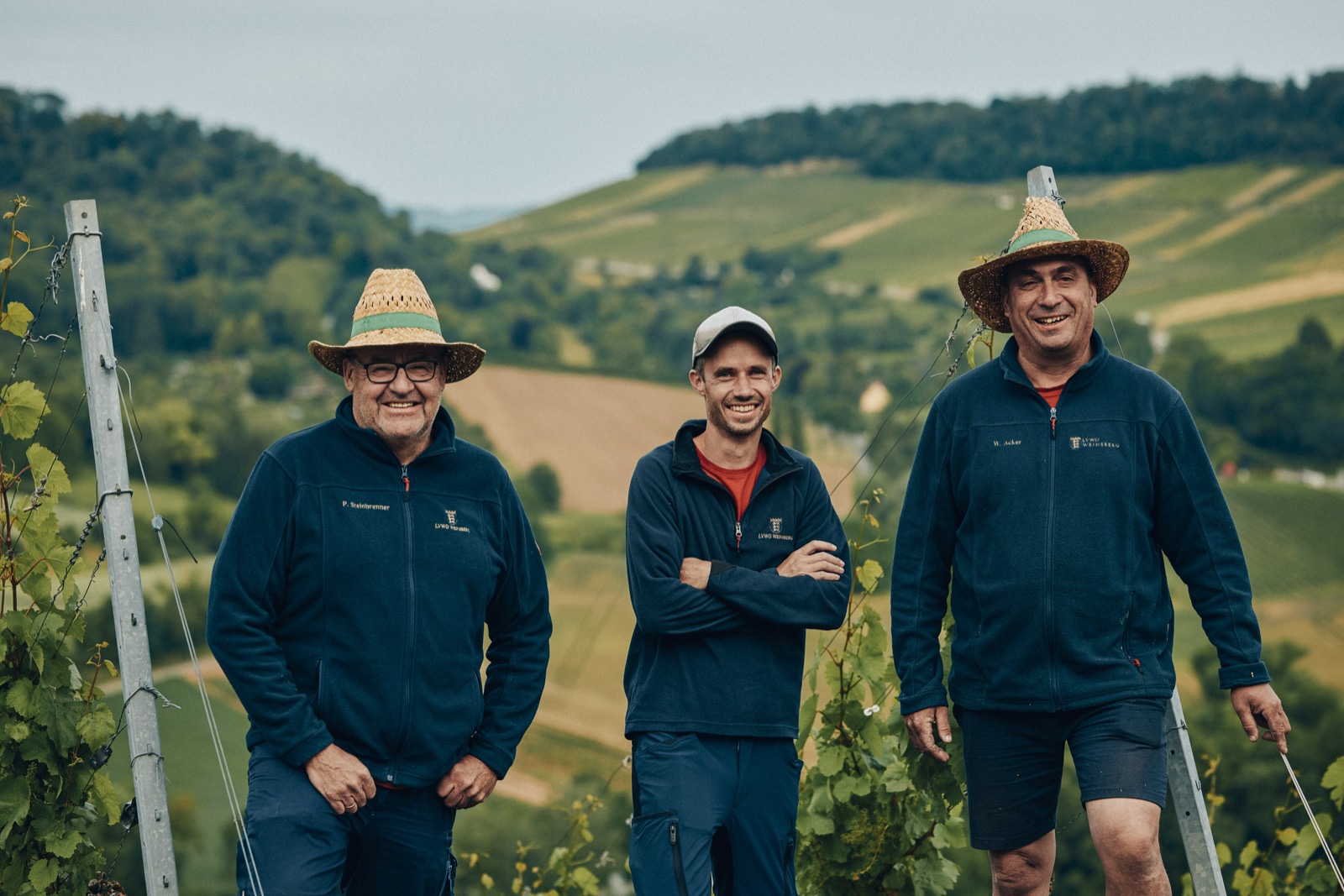 Weinbergsteam zwischen den Reben